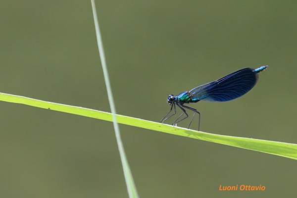 Calopteryx splendens